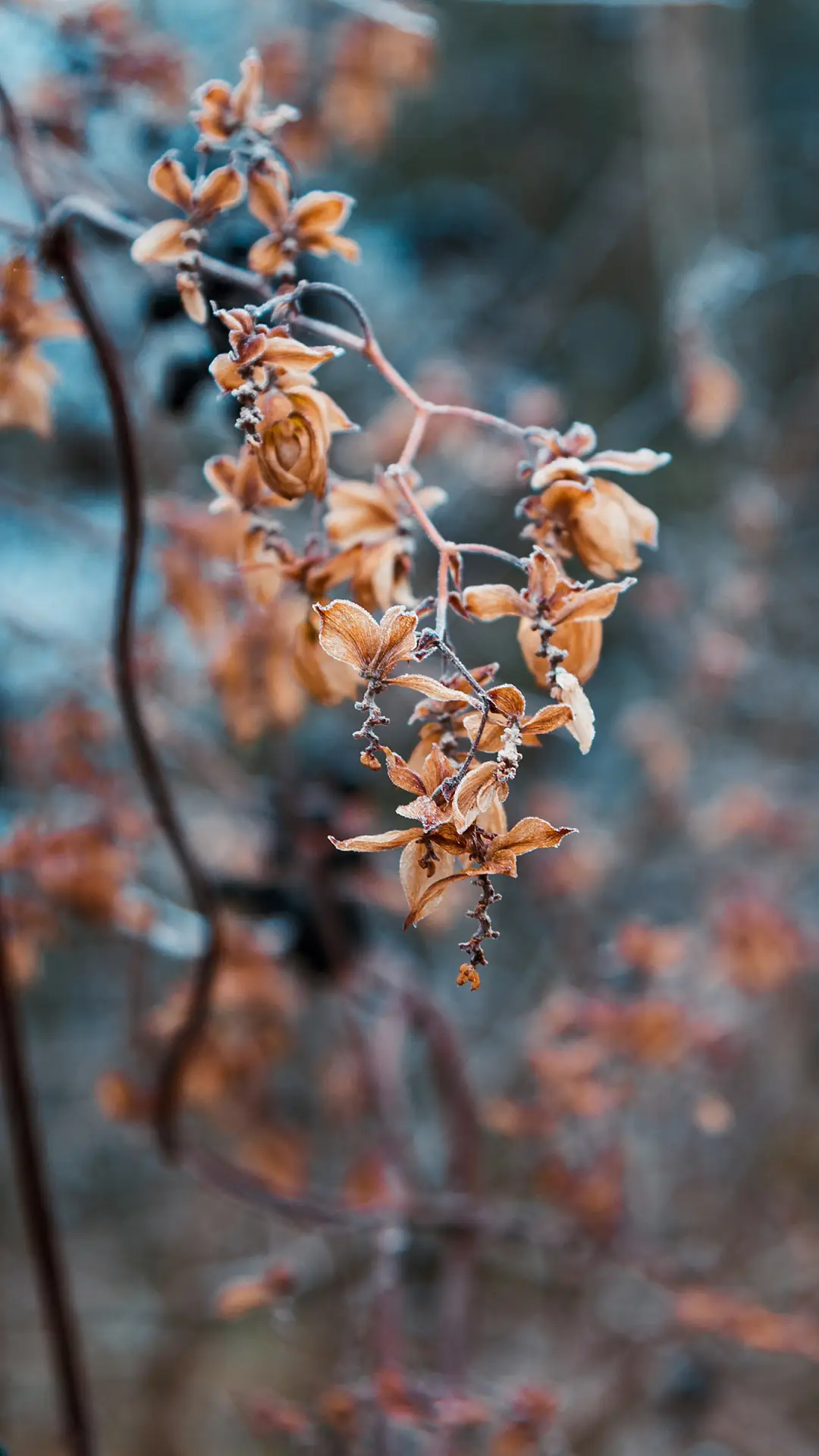 冬季植物-拍信图库 - Screenshot 1