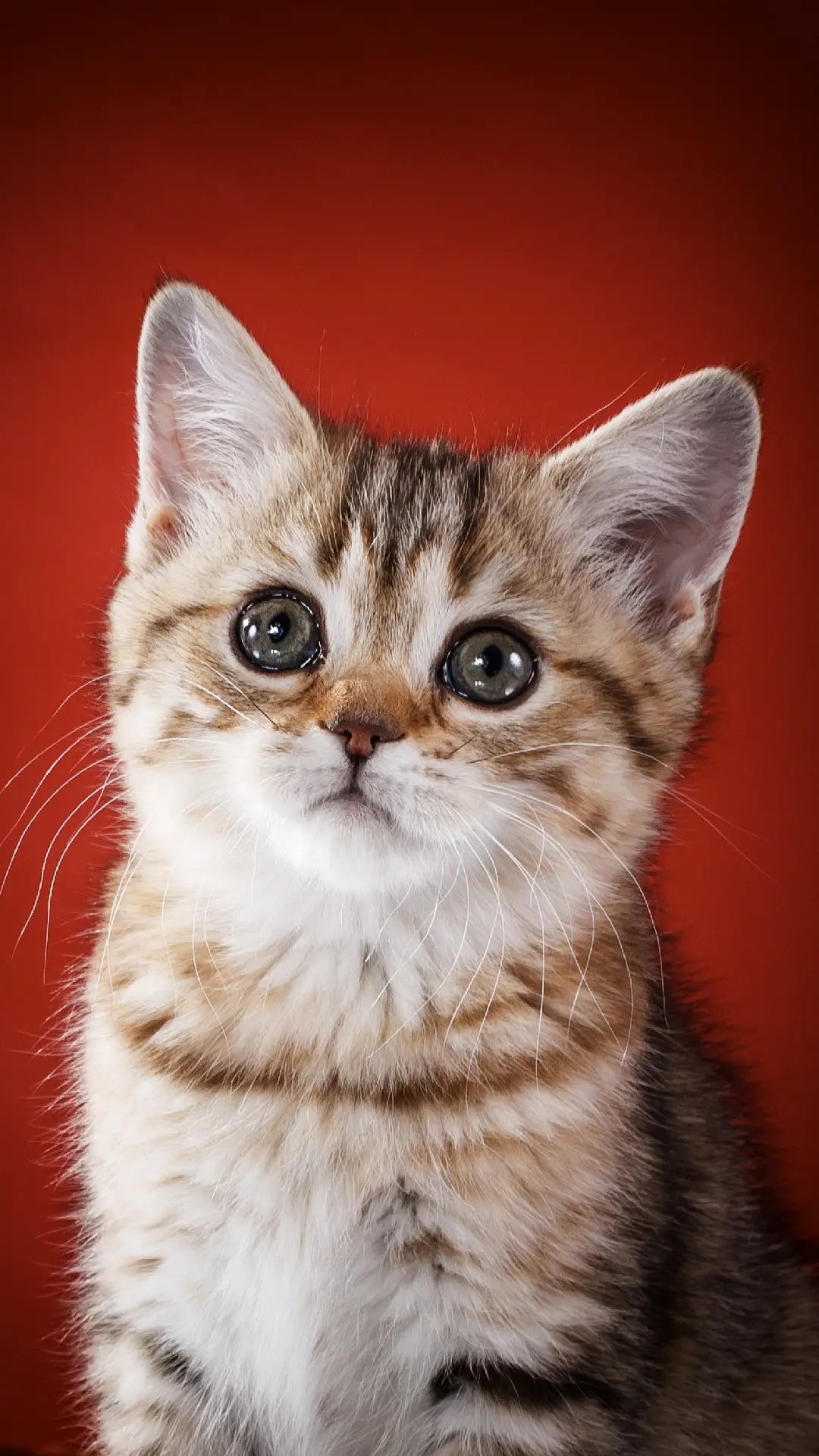 萌萌哒 - Screenshot 1