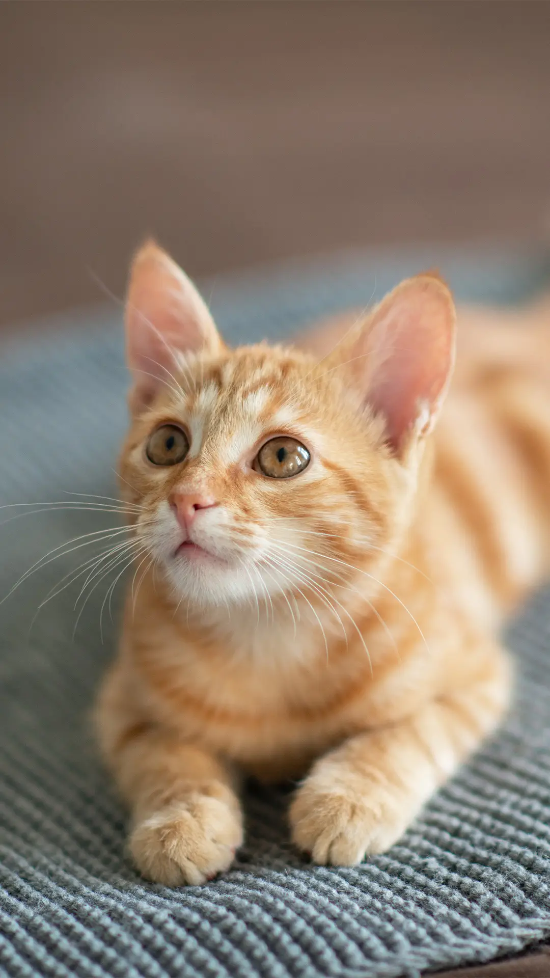 如何给猫主子拍照