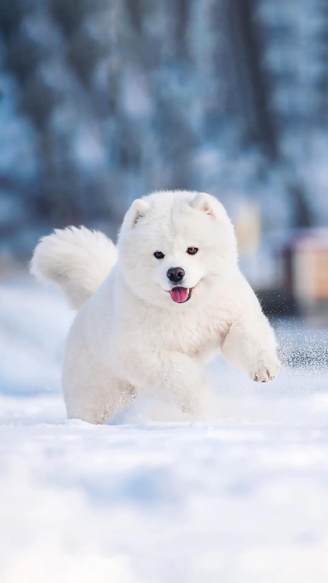 狗狗的小“愿望”