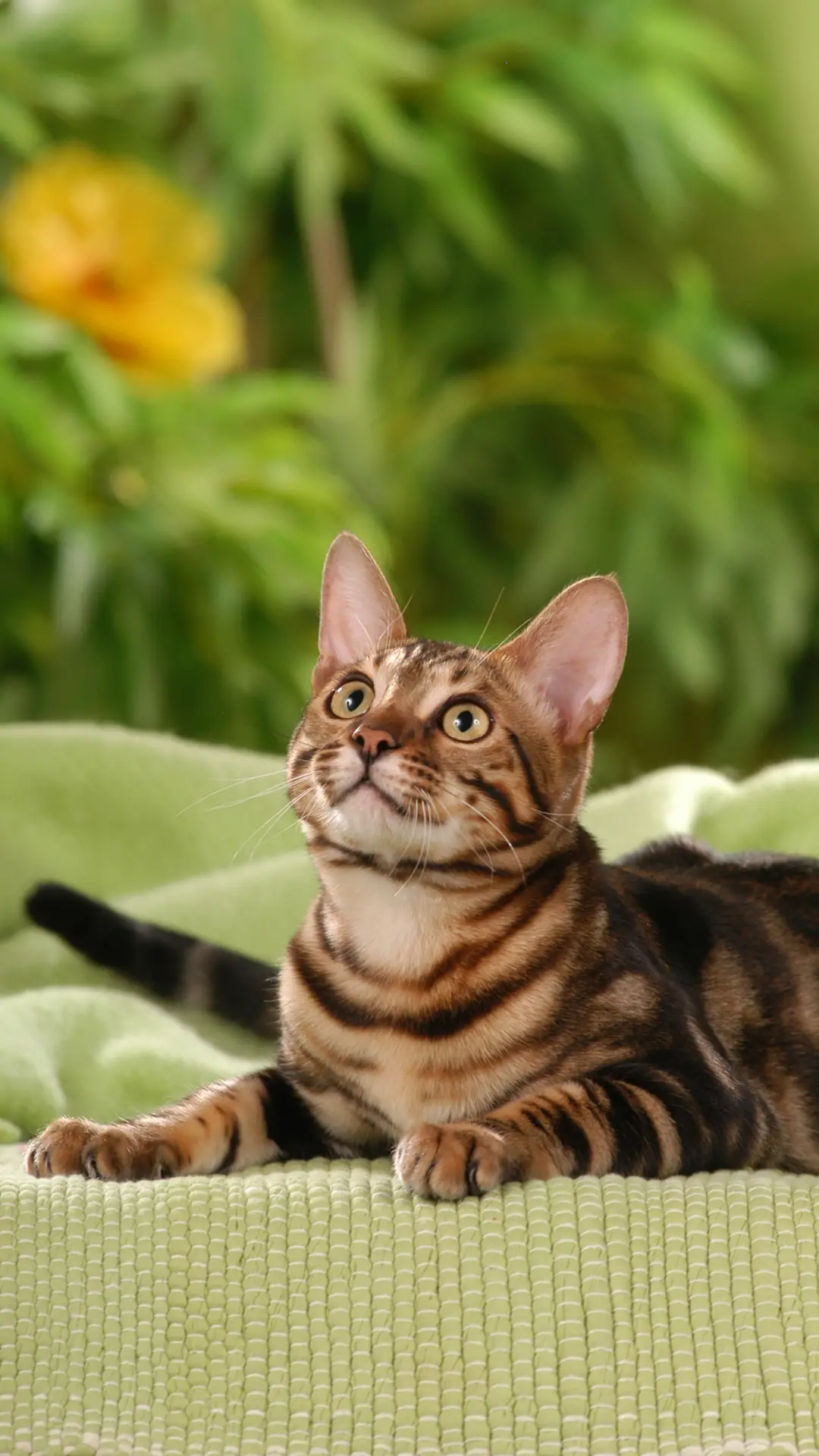 猫每天需要睡多少小时 - Screenshot 1