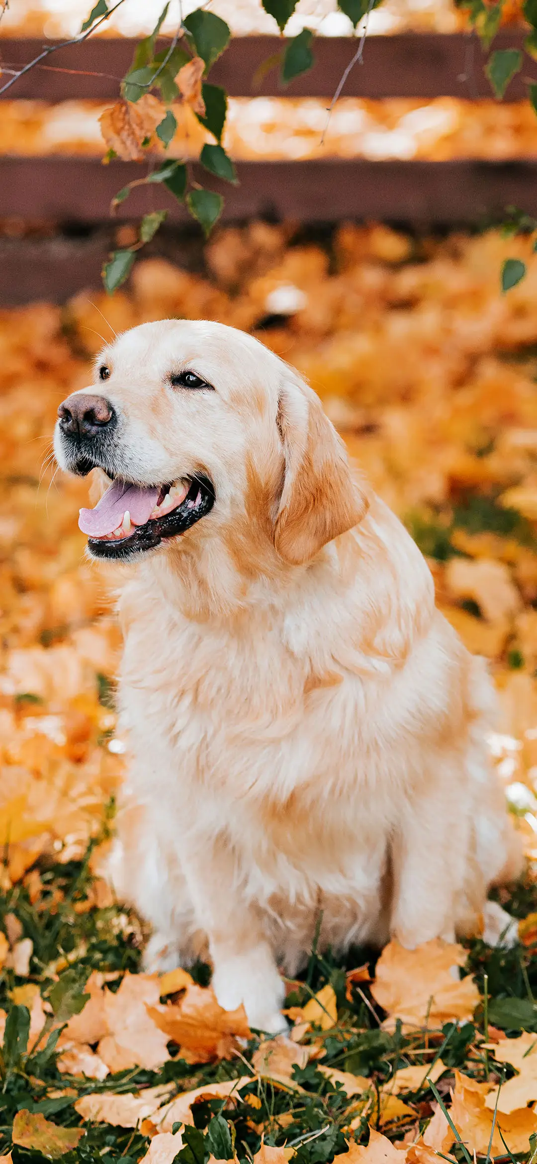 秋日狗狗-拍信图库 - Screenshot 1