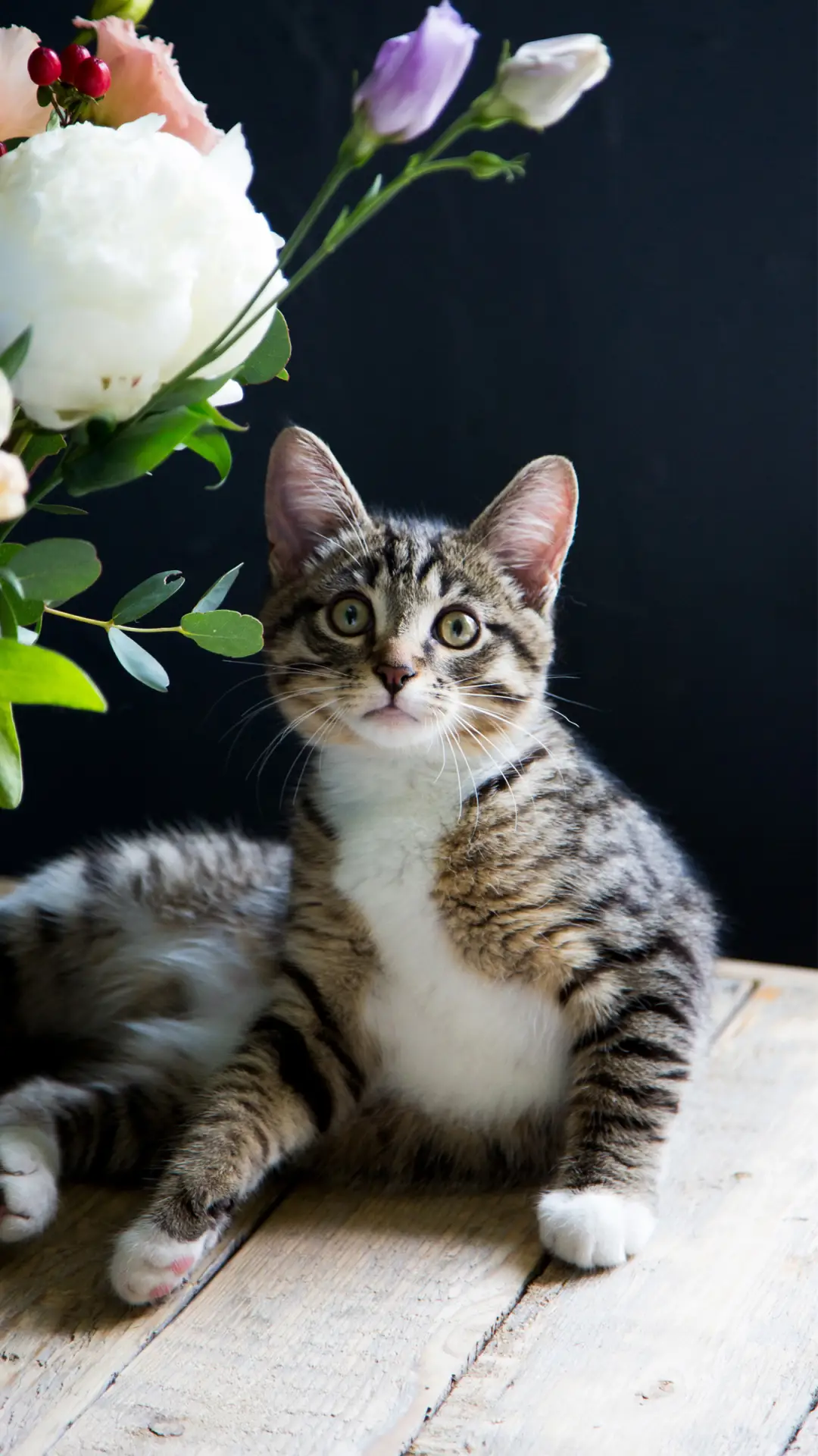 宠物的陪伴-锐景创意 - Screenshot 1