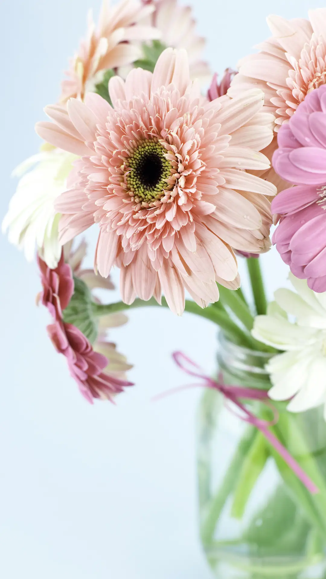 非洲菊的养殖方法 - Screenshot 1