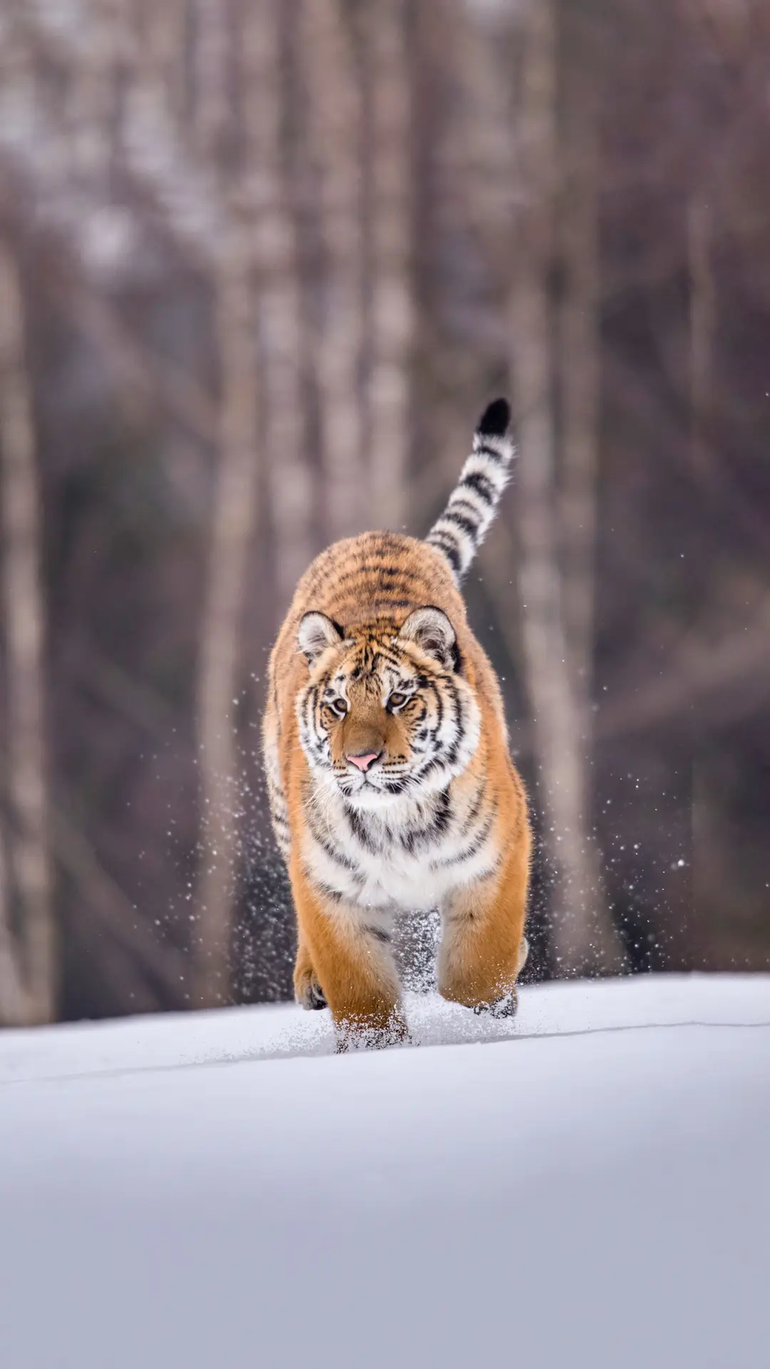 虎虎生威壁纸-锐景创意