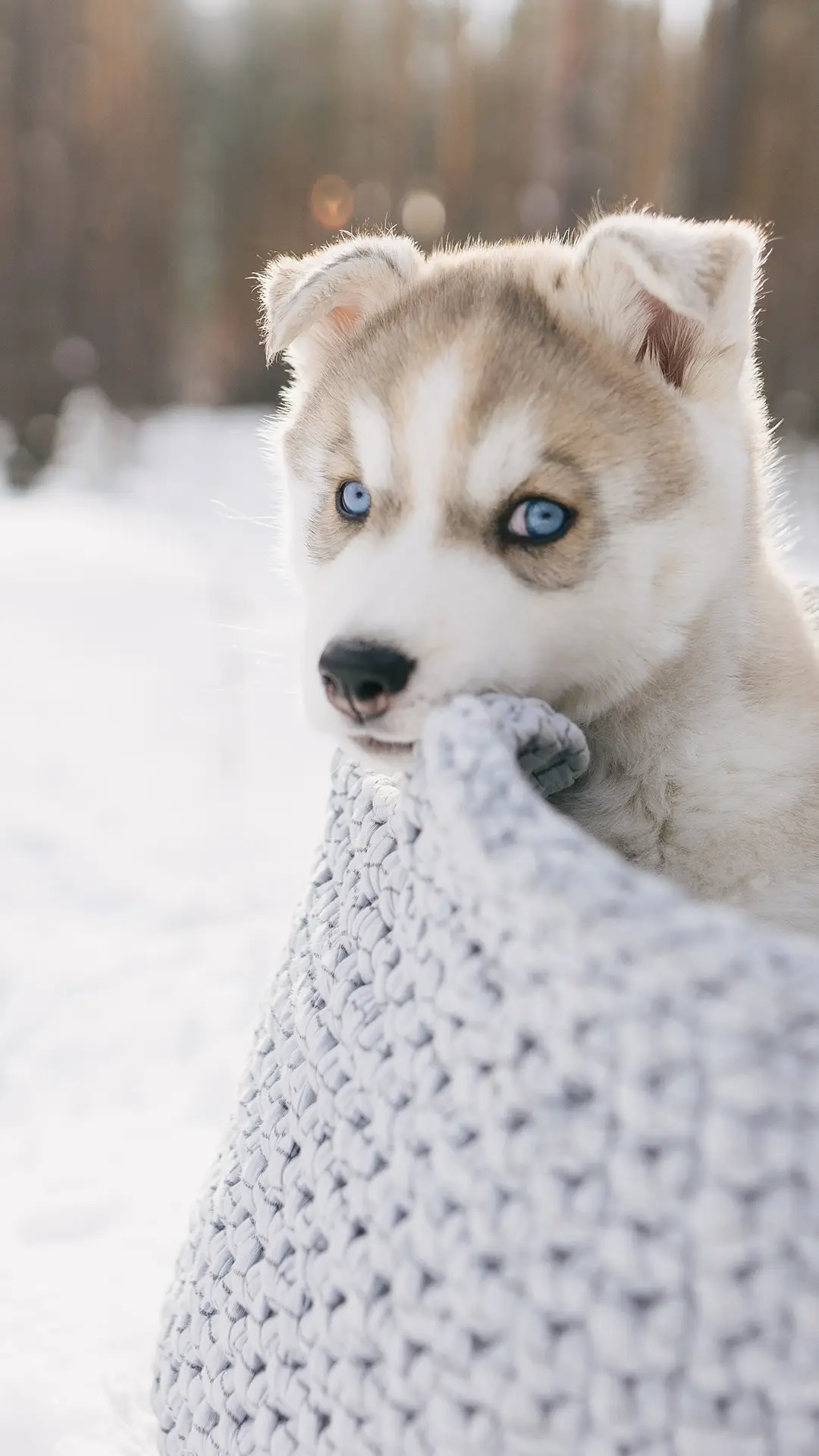 冬季动物-锐景创意 - Screenshot 1