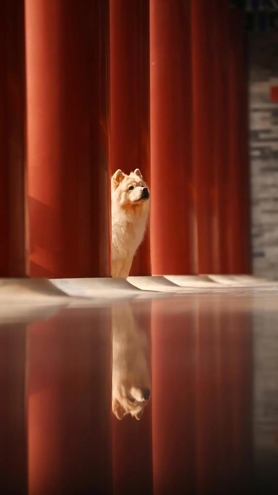 狗狗为什么会“狼嚎” - Screenshot 1