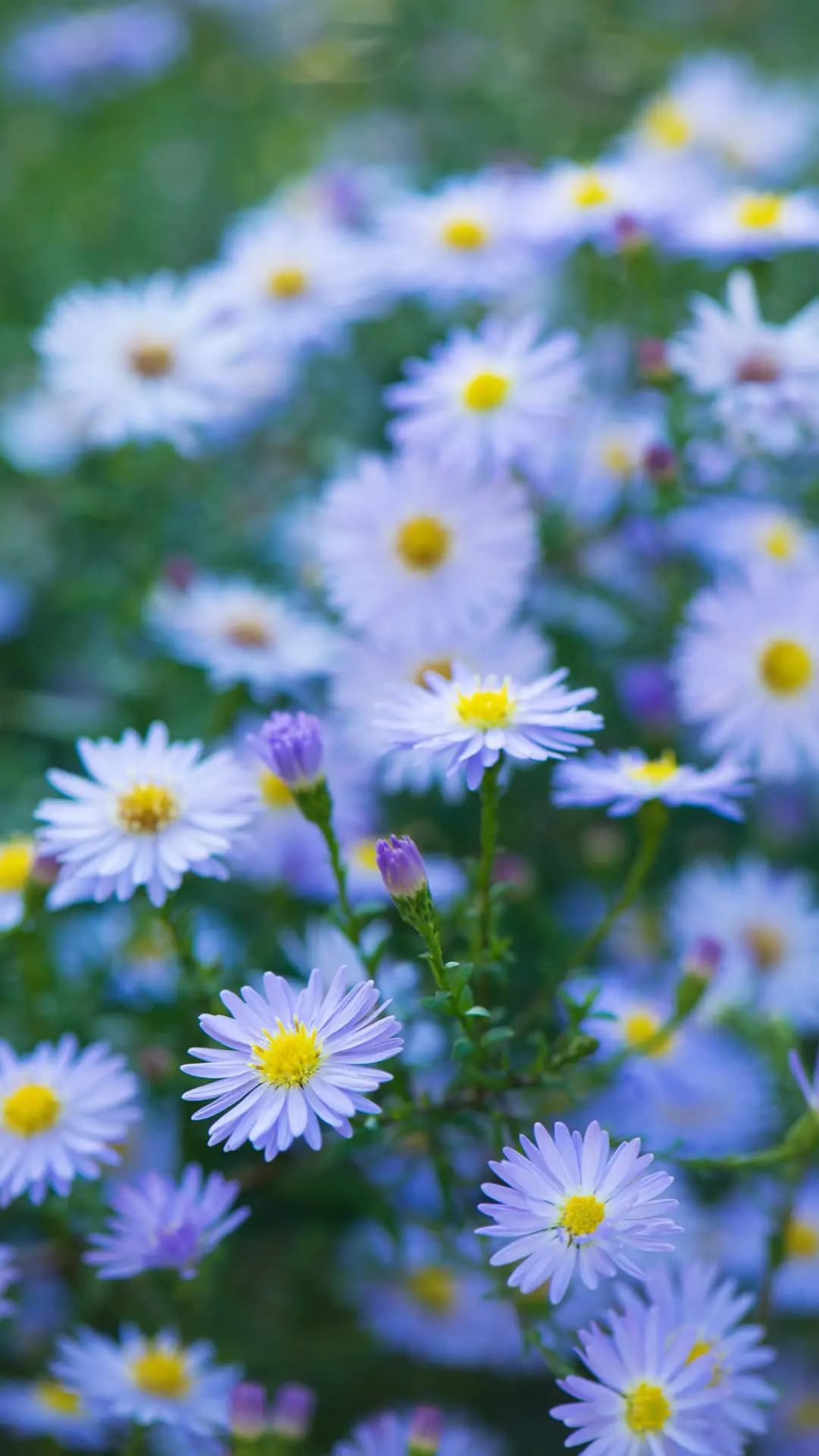 美丽的花朵-拍信图库 - Screenshot 1