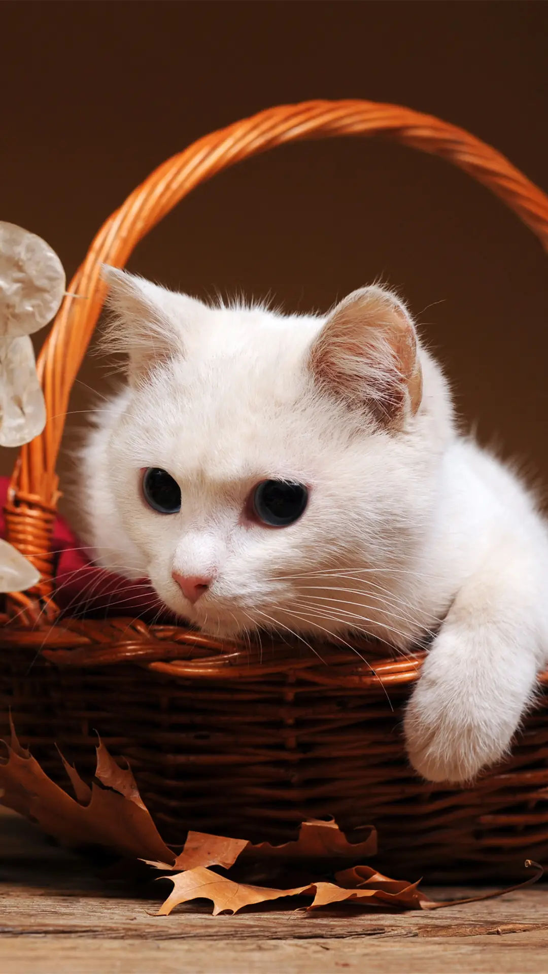 萌趣动物-拍信图库