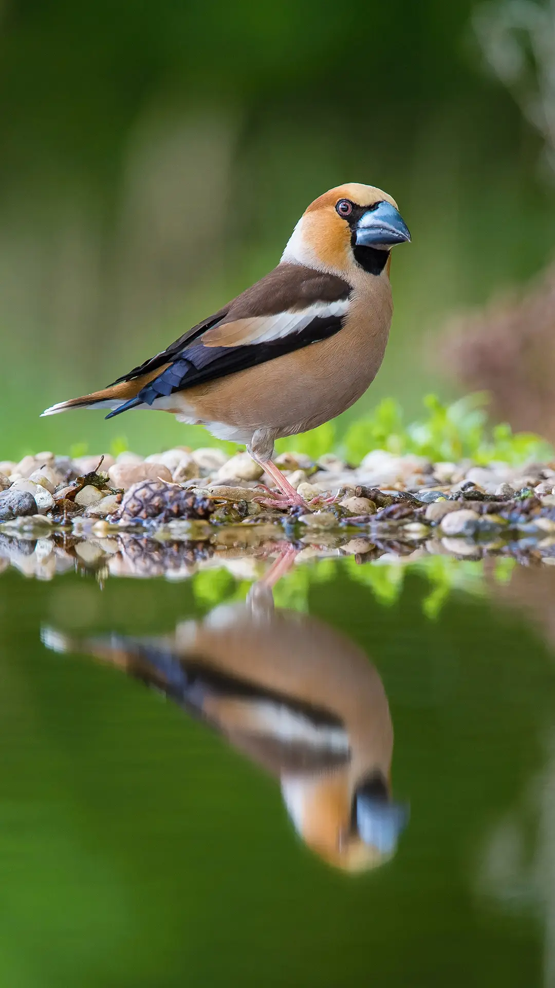 鸟类逆天的感官世界