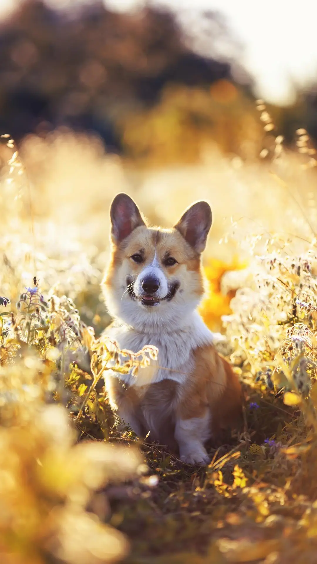 如何打理狗狗的皮毛