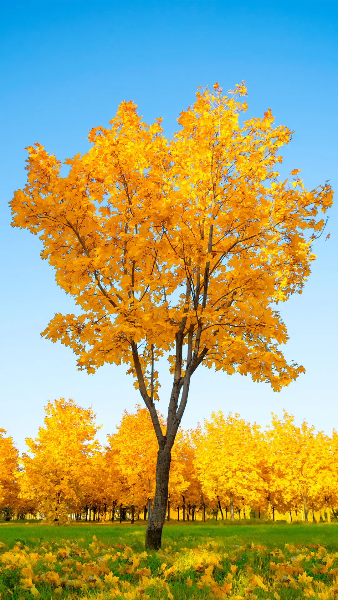 绿树蓝天-拍信图库