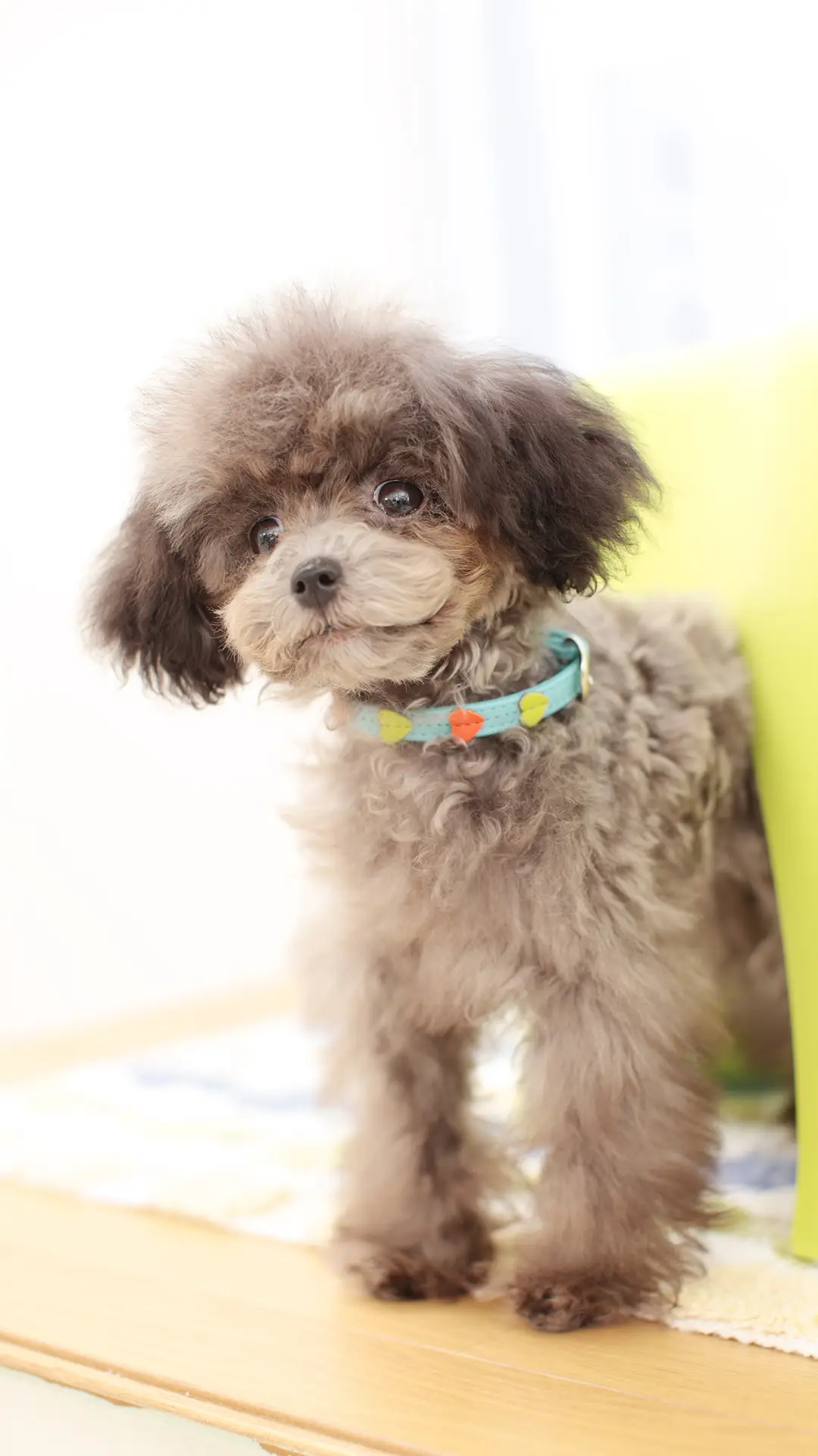 狗狗爱主人的表现