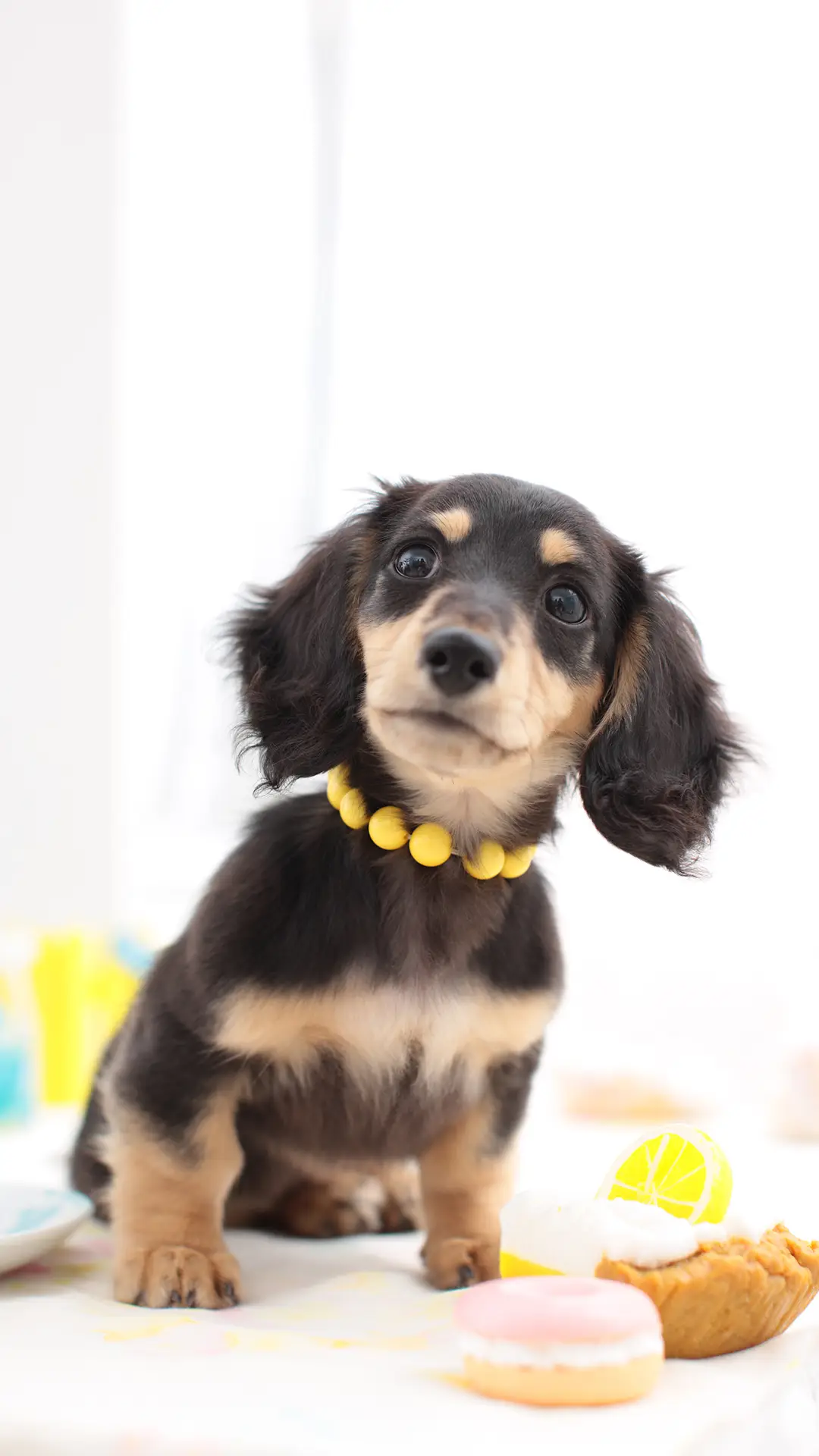 狗狗可能会遇到的危险