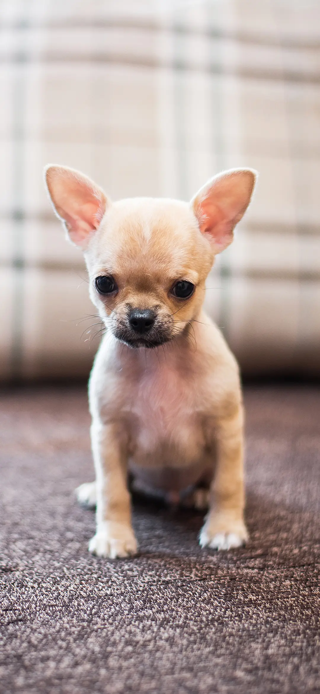 吉娃娃-拍信图库 - Screenshot 1