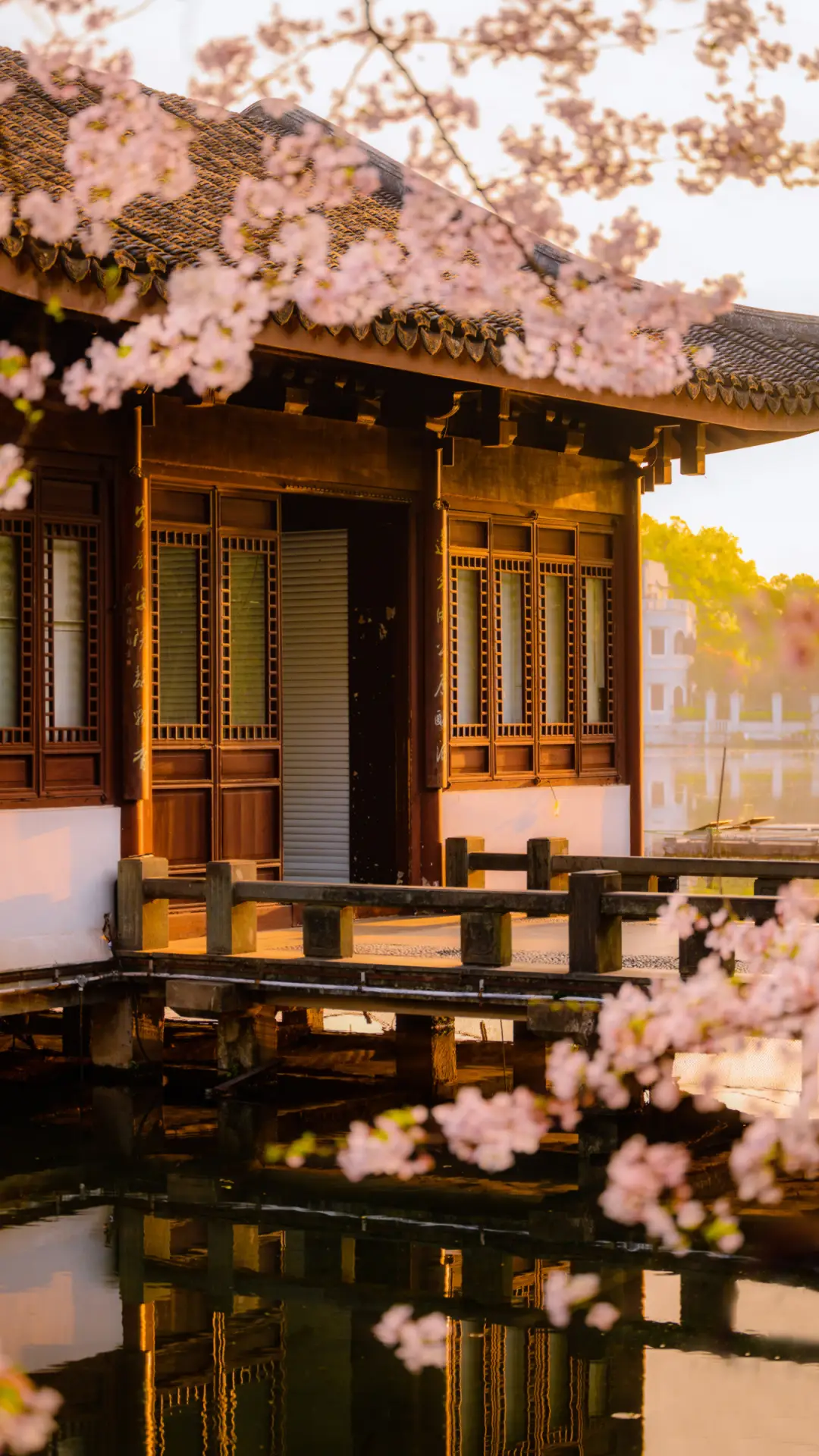 与你赴一场樱花之约