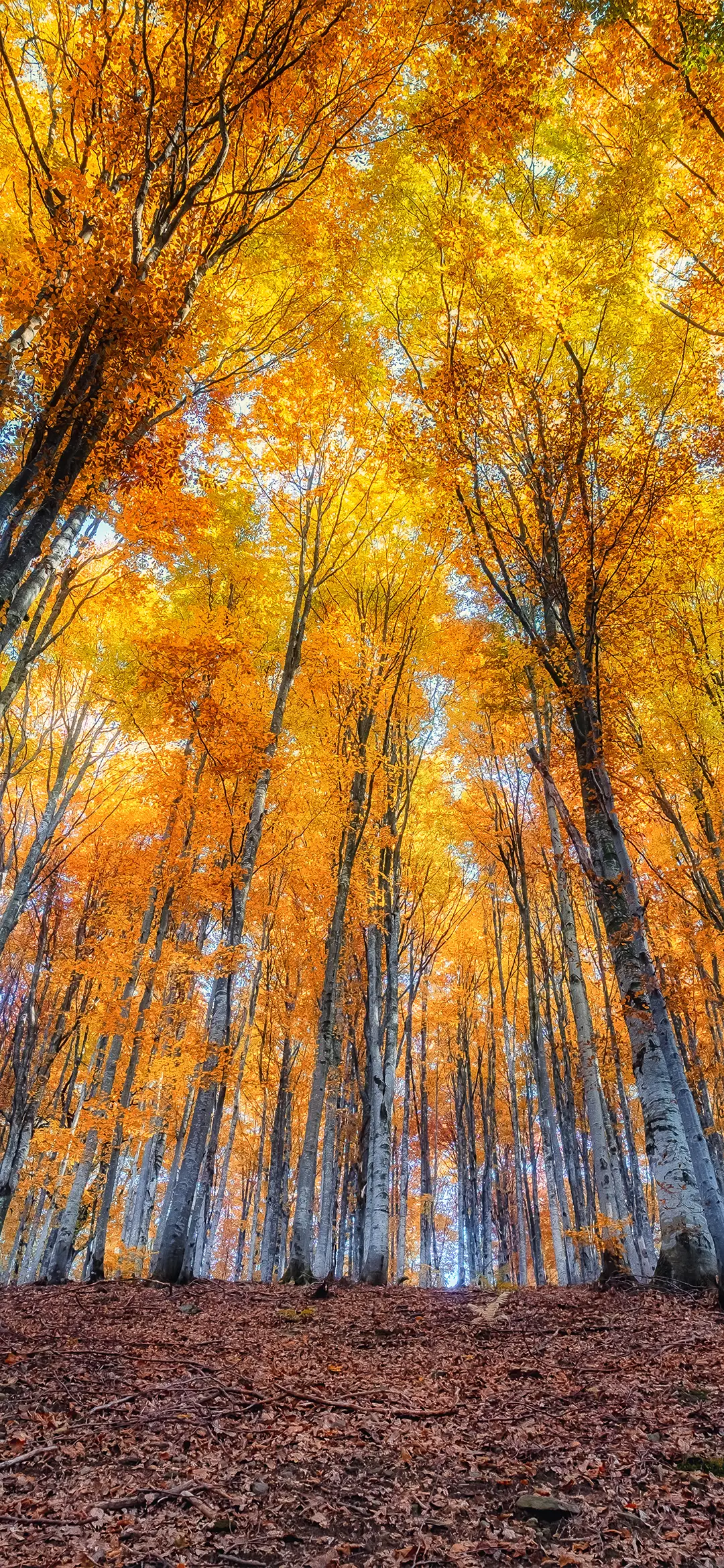 秋日风光壁纸-锐景创意