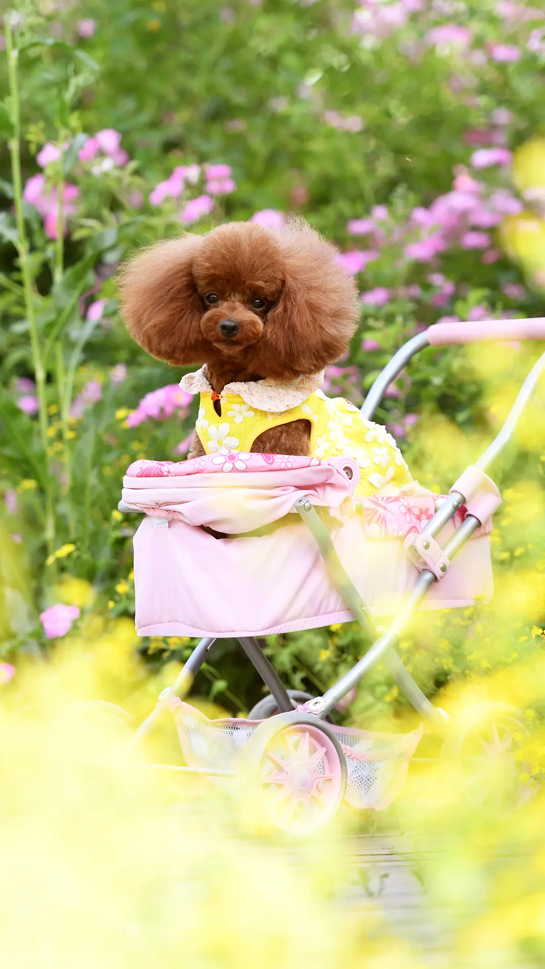 清新田园风萌宠 - Screenshot 1