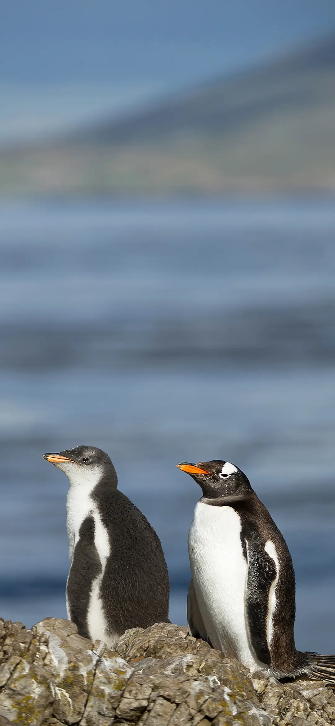 企鹅天团-拍信图库