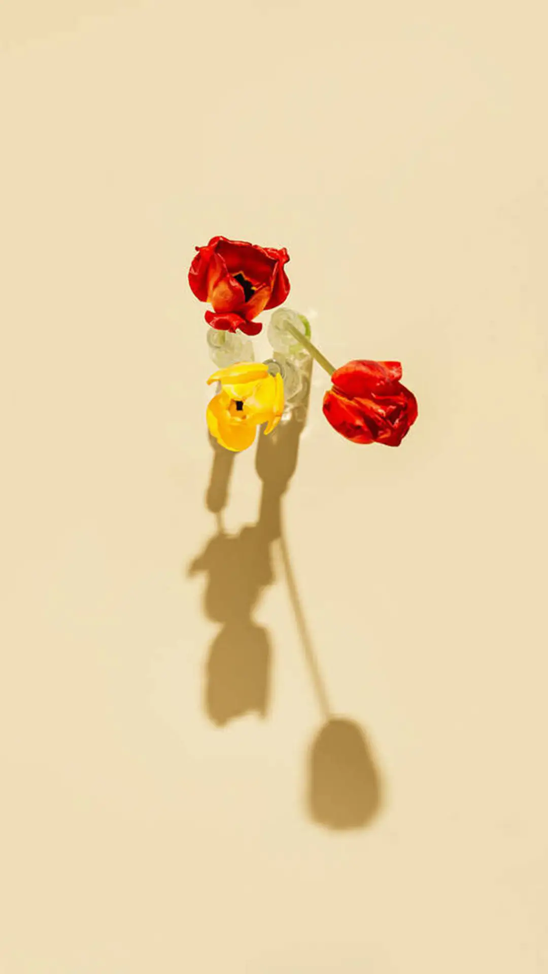 花花世界-拍信图库 - Screenshot 1