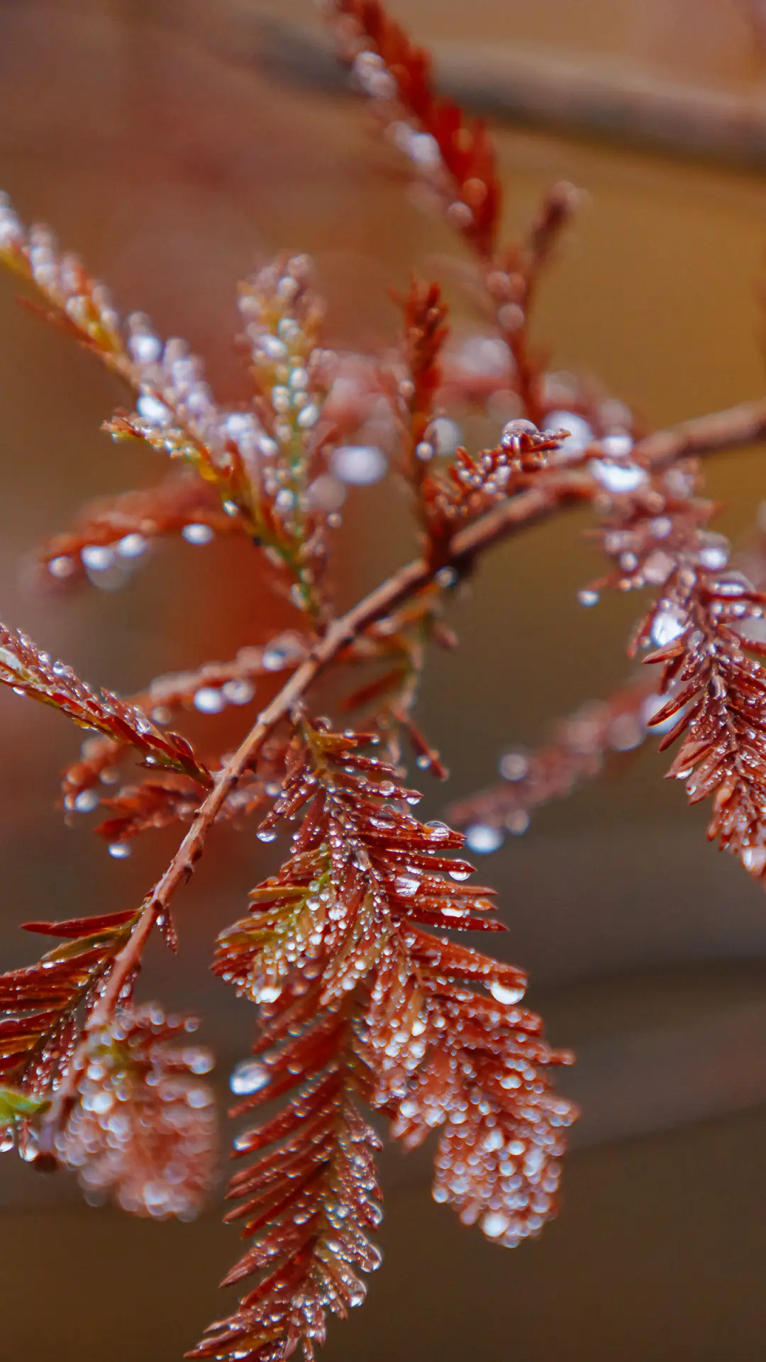 秋日落叶-拍信图库