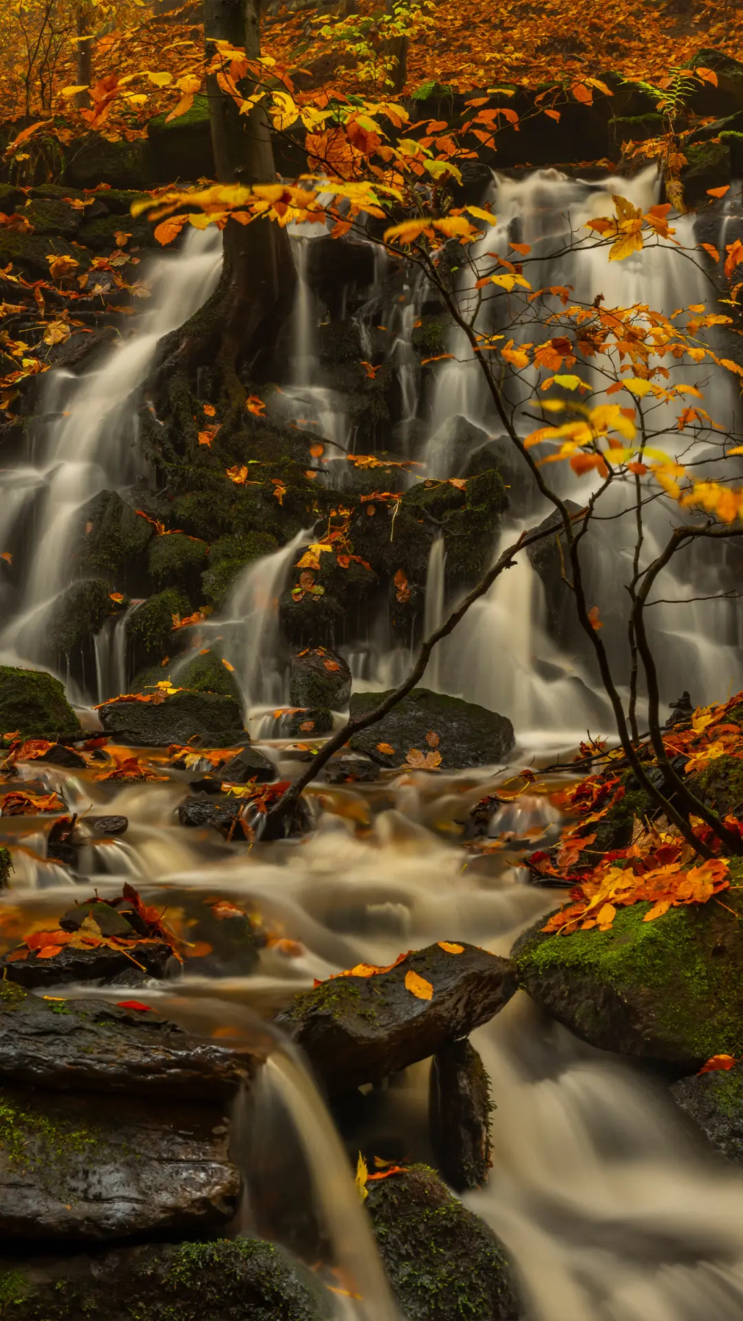 林间溪流-拍信图库 - Screenshot 1