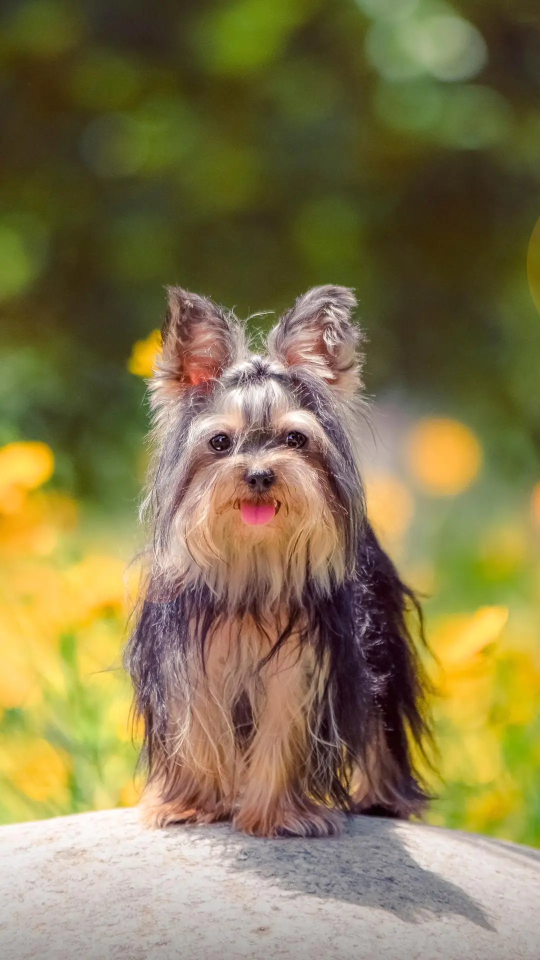 高效训练狗狗的小技巧