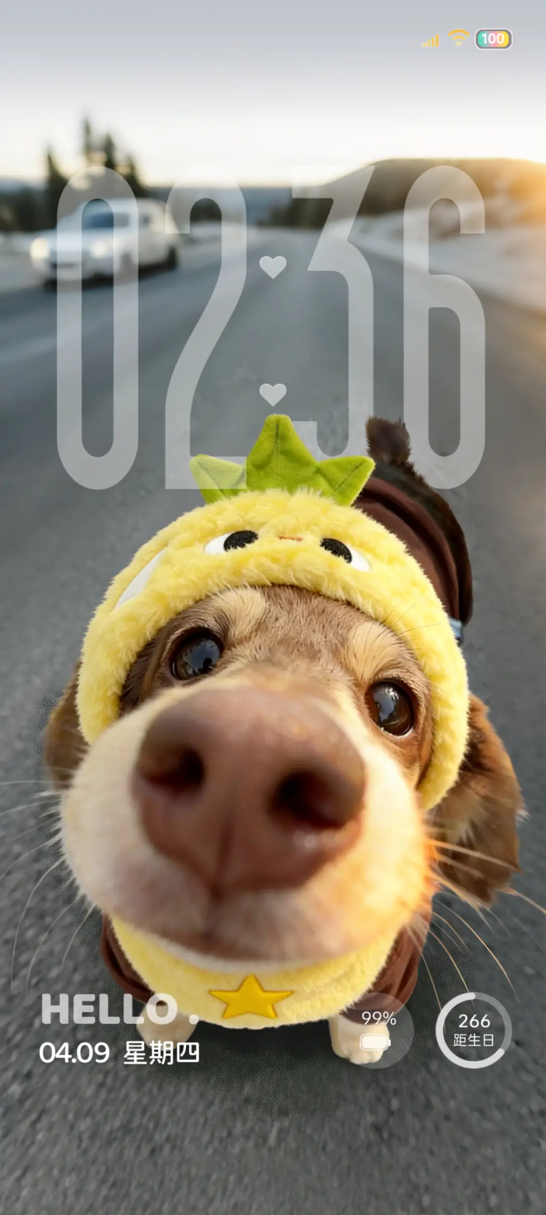 Hello 菠萝包小狗 THEME for Xiaomi MIUI HyperOS