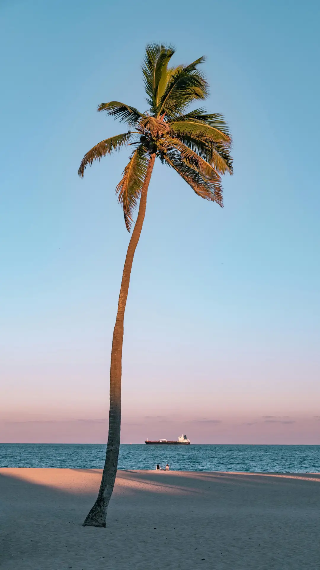 ins海椰-顶晟科技