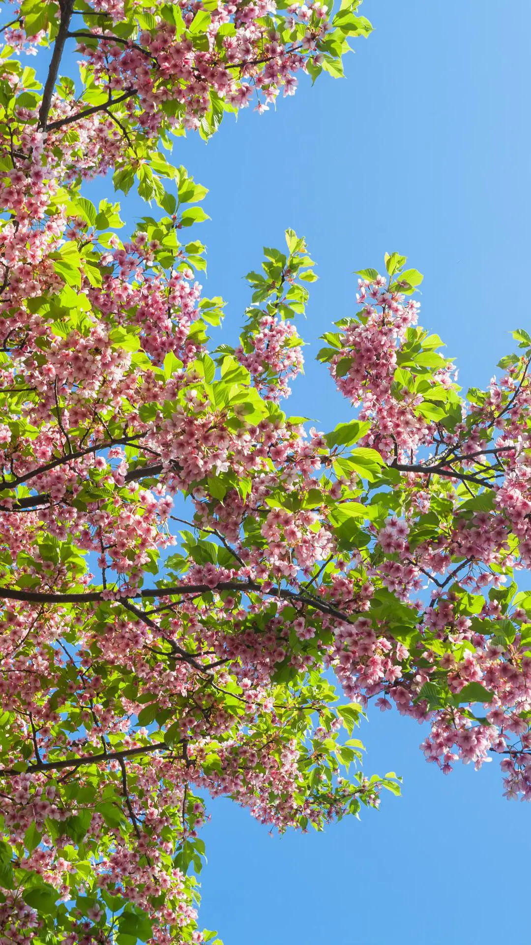 春色满园-视觉中国