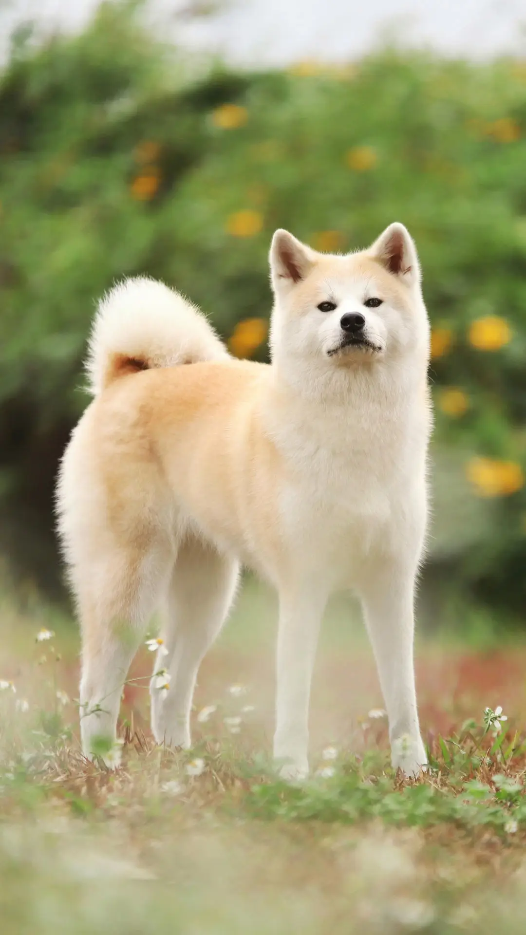 没有狗狗天生就是冠军