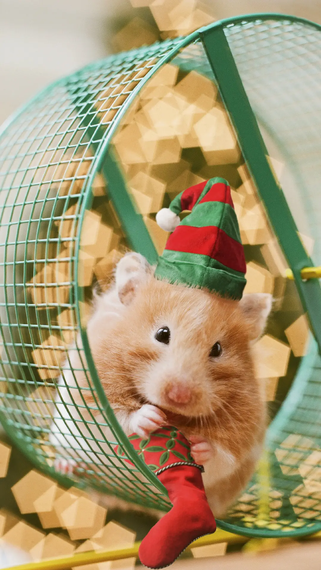 如何把仓鼠拍得很好看？ - Screenshot 1