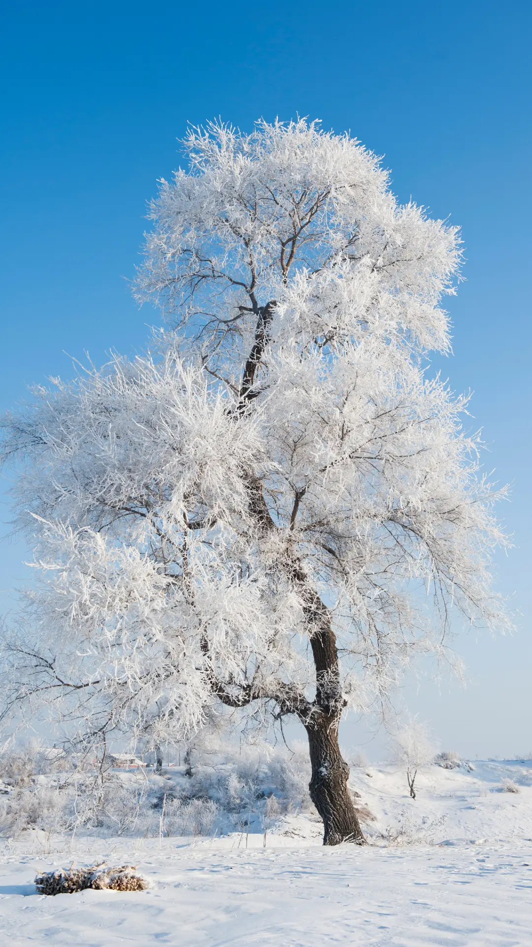 冰雪雾凇-拍信图库