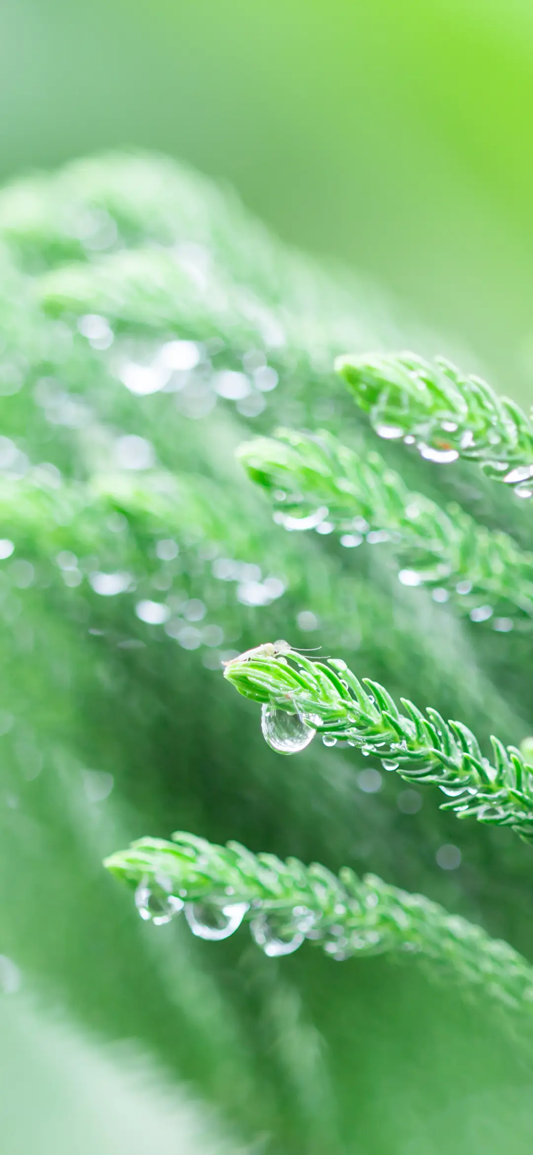 绿色护眼水滴植物壁纸-锐景创意