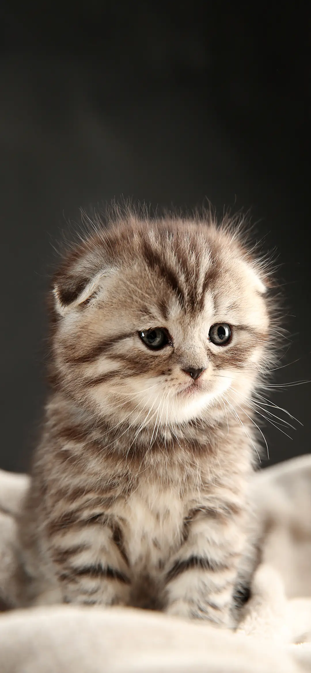 可爱猫咪壁纸-锐景创意 - Screenshot 1