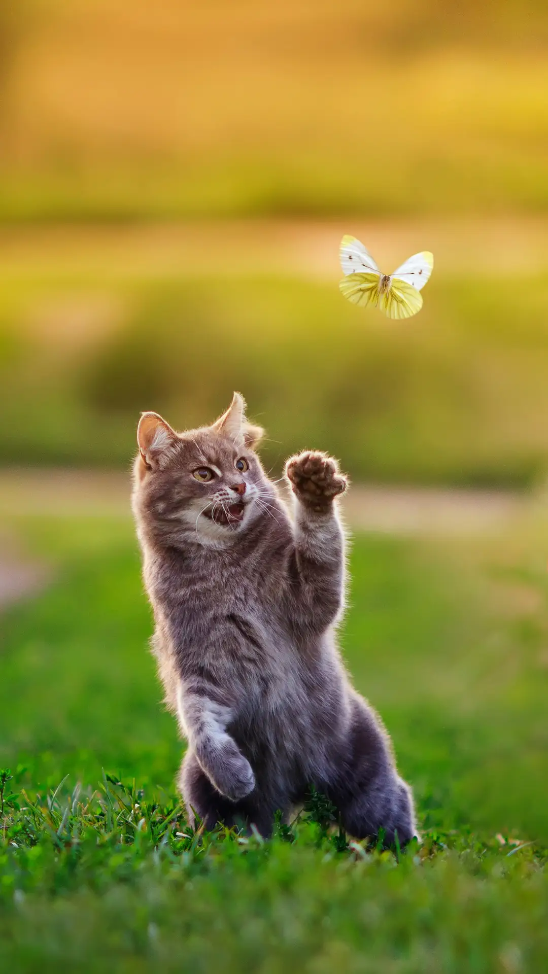 可爱猫咪-锐景创意 - Screenshot 1