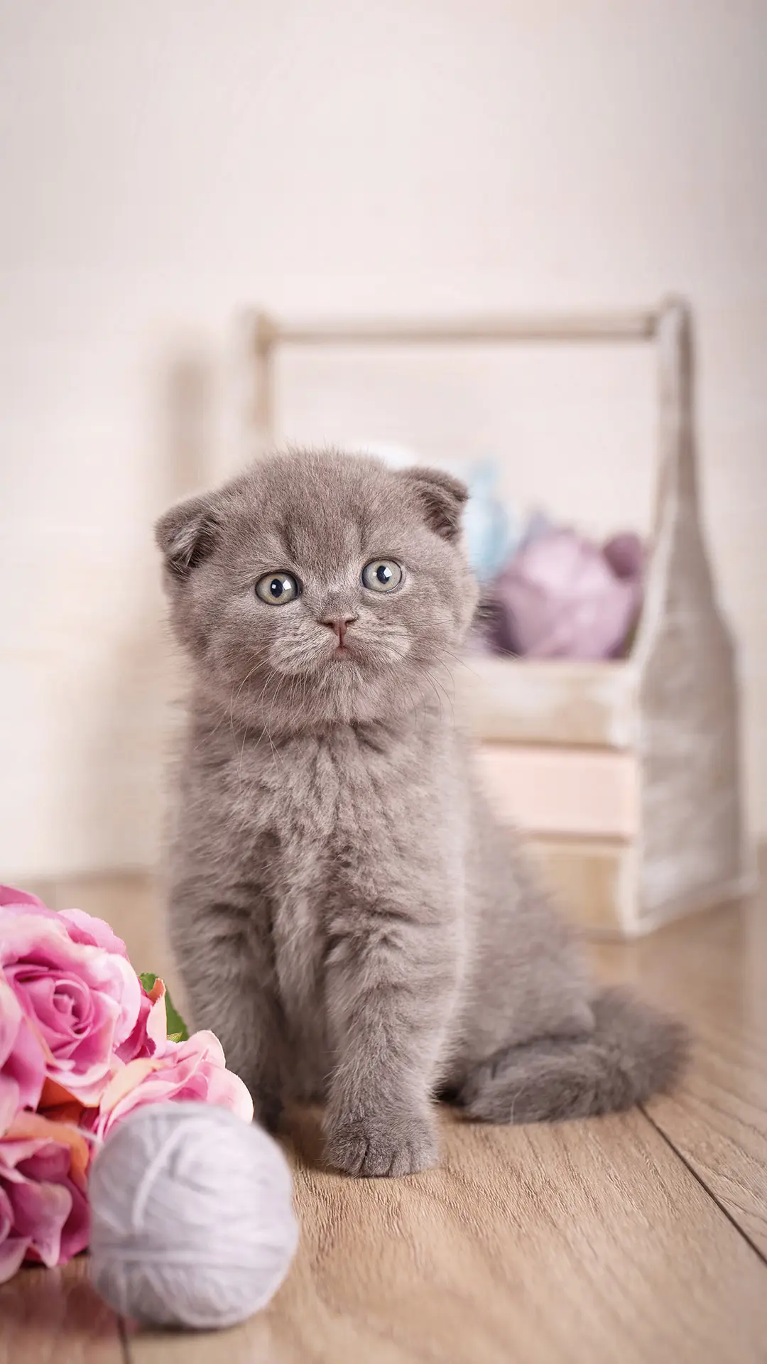 猫猫求关注的表现 - Screenshot 1