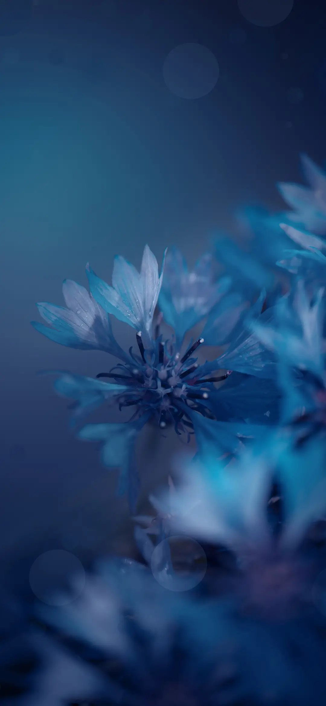 护眼植物壁纸-锐景创意