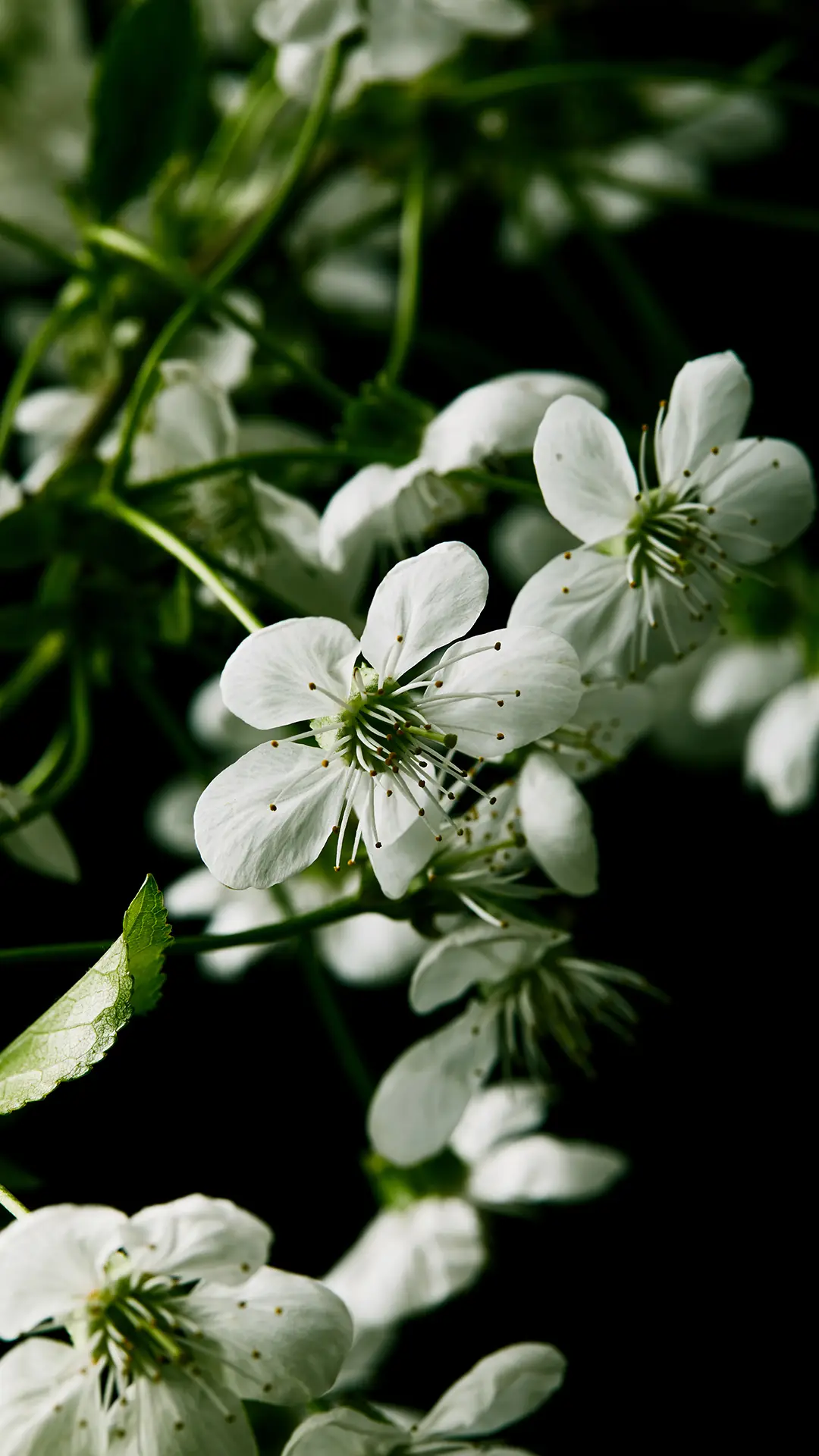 花卉壁纸-拍信图库