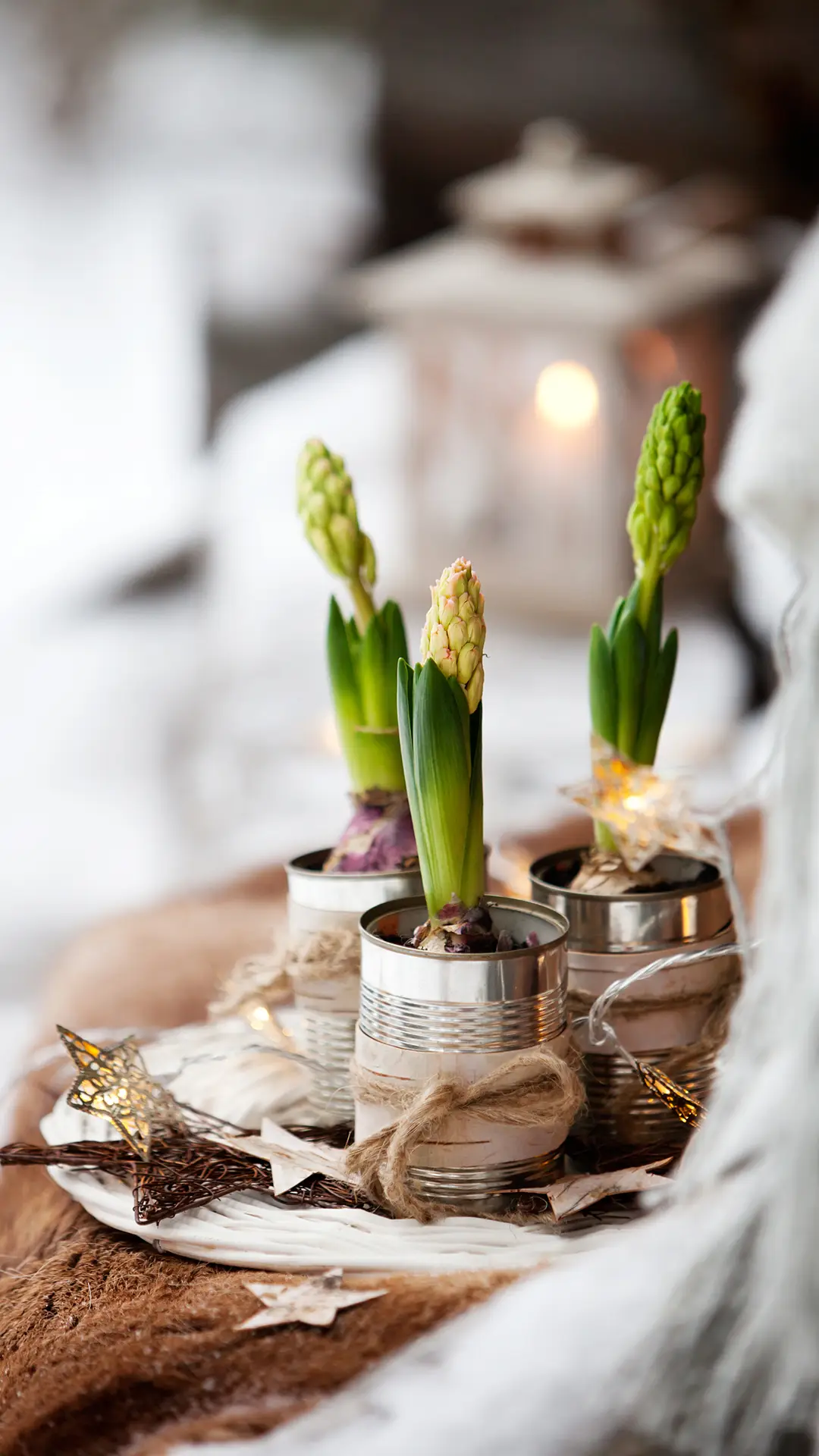 风信子-锐景创意