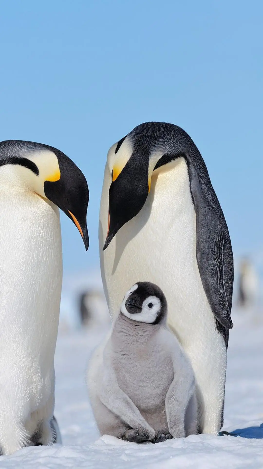 南极的“吉祥物”企鹅