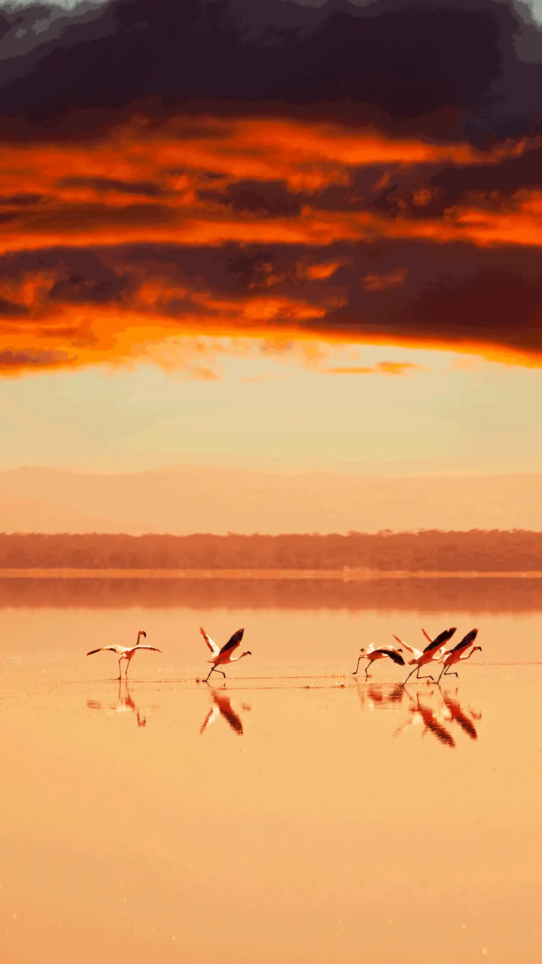 落日余晖-拍信图库 - Screenshot 1