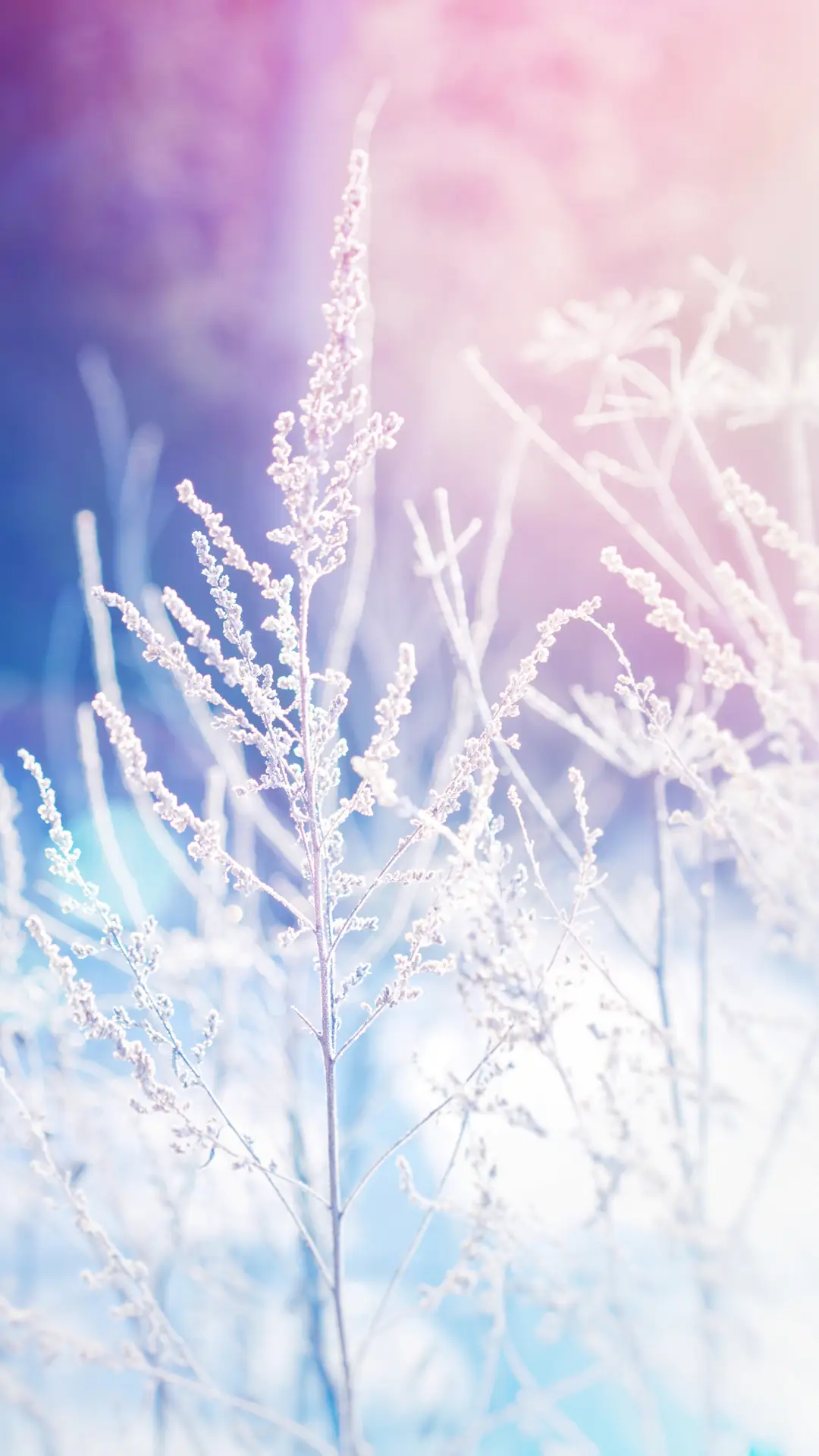 草色霜落星满天