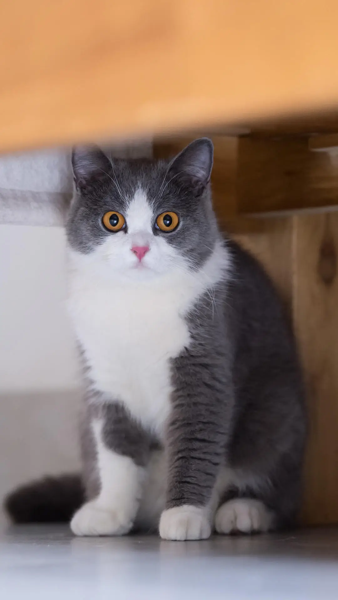 当代猫奴的谎言