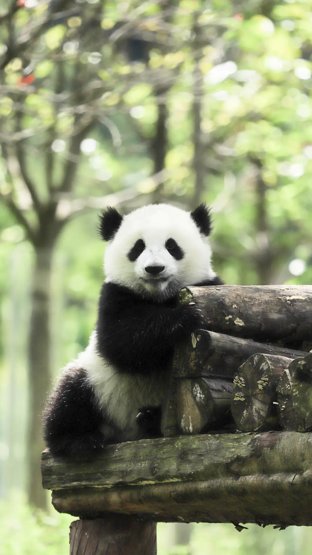 你不了解的大熊猫 - Screenshot 1