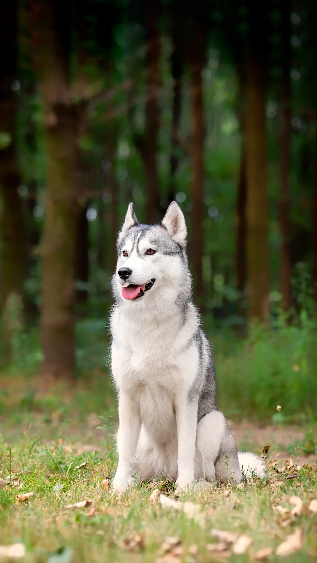 智商感人的哈士奇 - Screenshot 1
