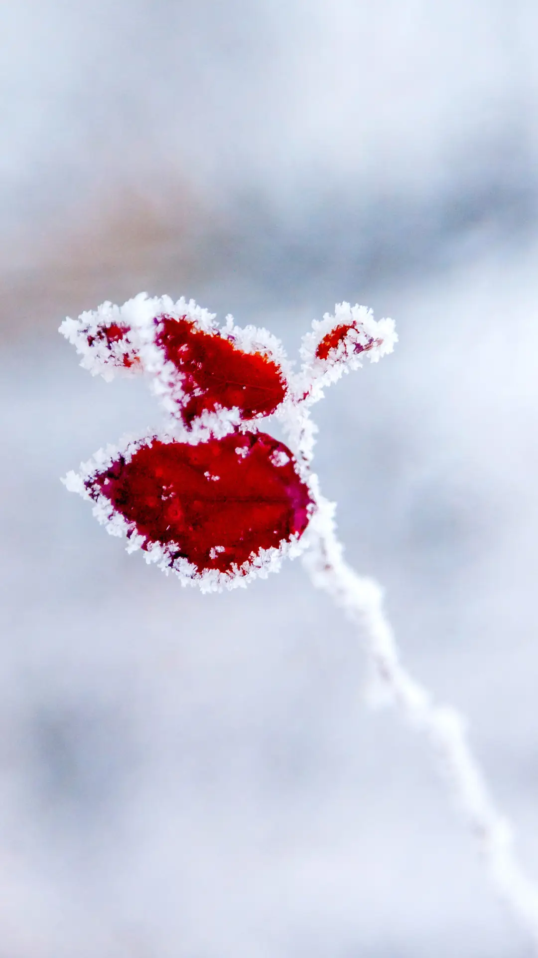一夜霜寒-拍信图库