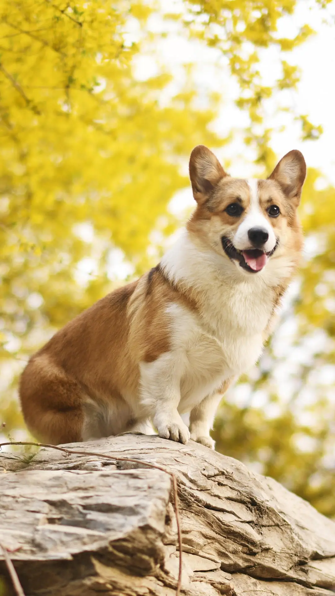 狗狗的“催命符” - Screenshot 1