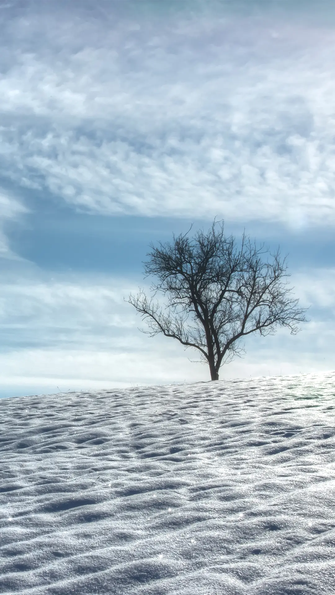 孤独的树-锐景创意