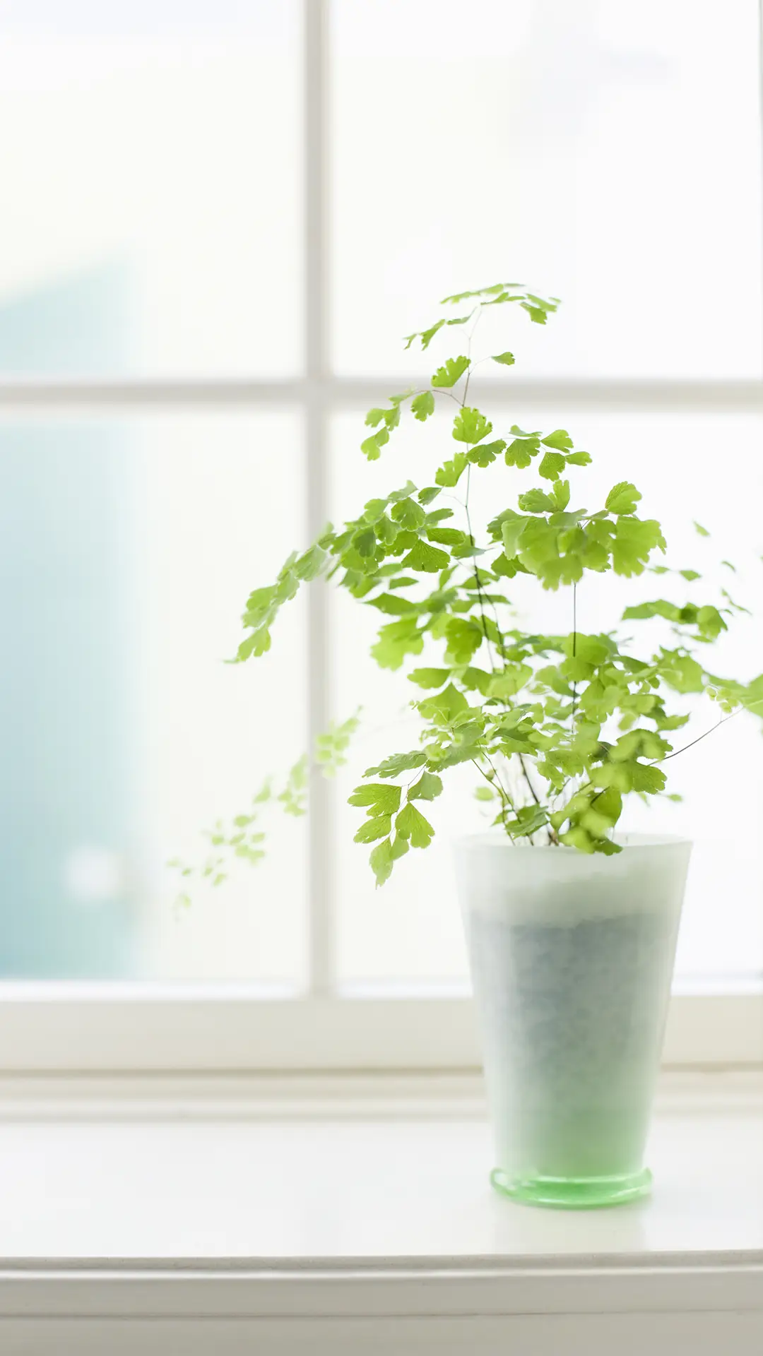 静好如初安之若素